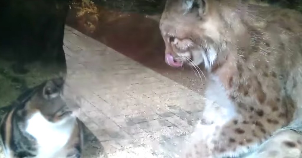 Ein Luchs schaut eine Katze im Gehege an.