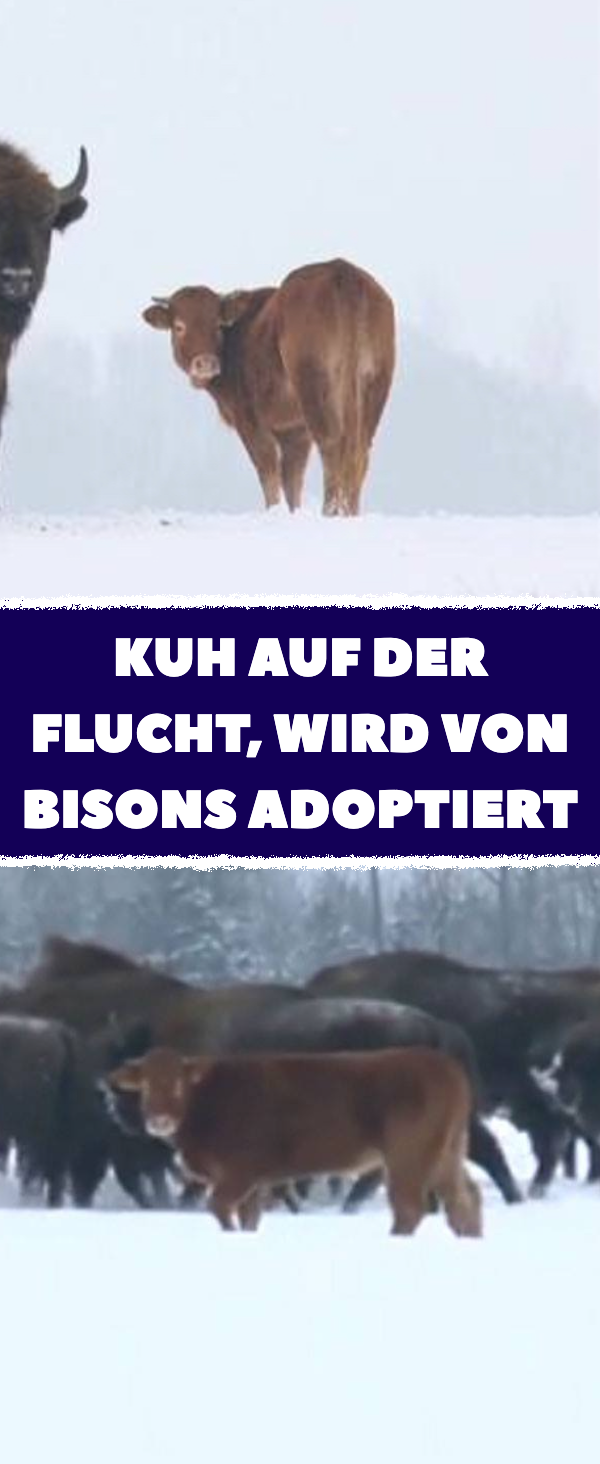 Kuh entkommt Schlachtung und wird von Bisons adoptiert