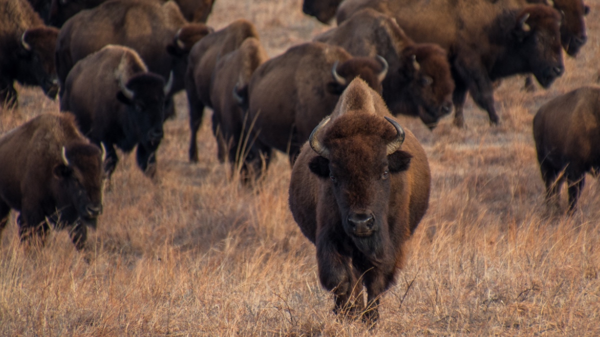 Eine Bison-Herde.