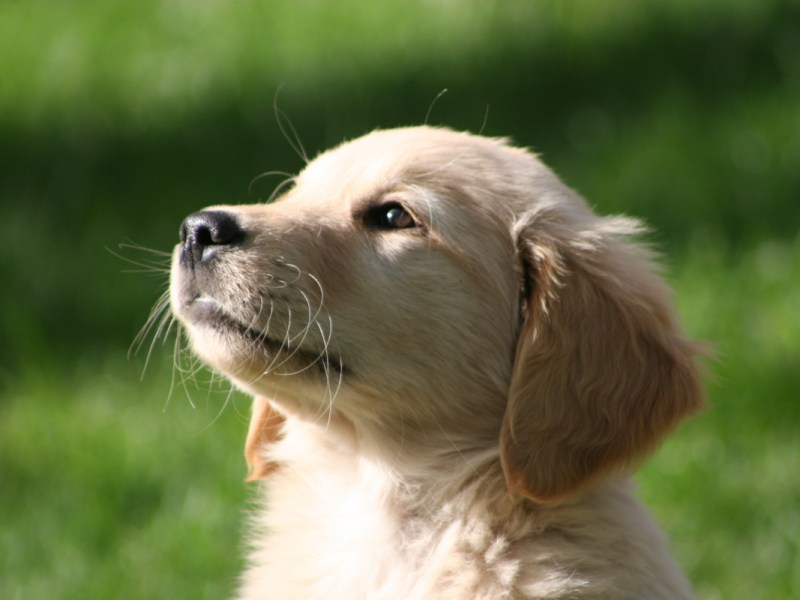 Golden Retriever bringt grünen Welpen zur Welt