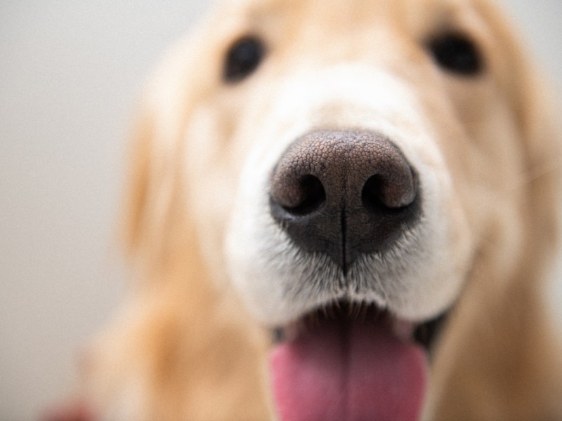 Eine Nahaufnahme von einem Golden Retriever, der die Zunge herausstreckt.