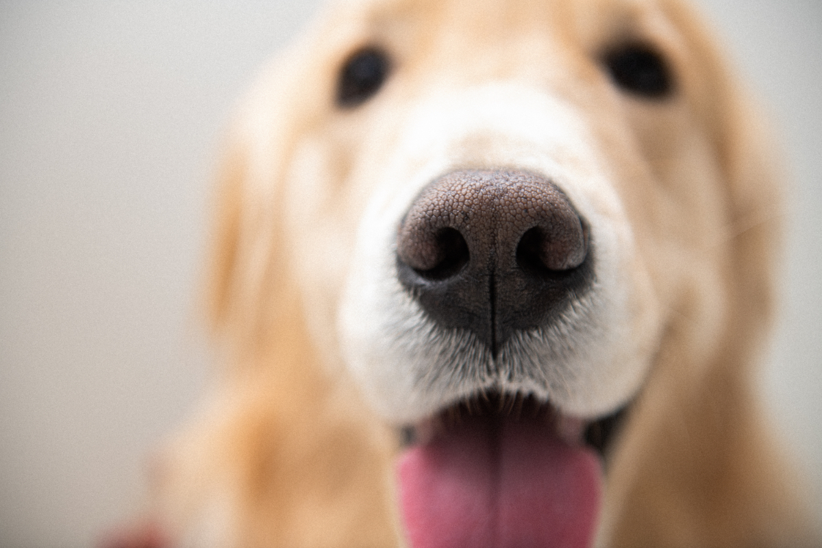 Eine Nahaufnahme von einem Golden Retriever, der die Zunge herausstreckt.