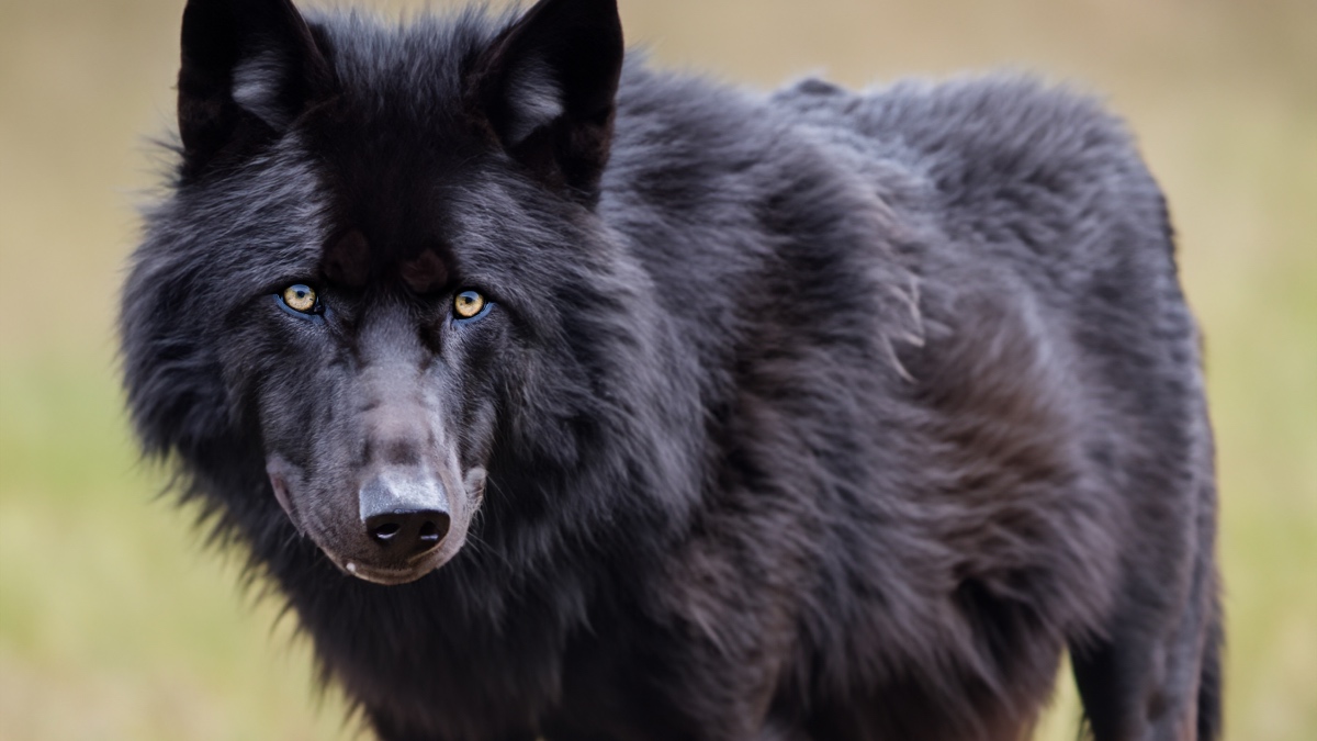 Ein schwarzer Wolf. (KI-generiert.)