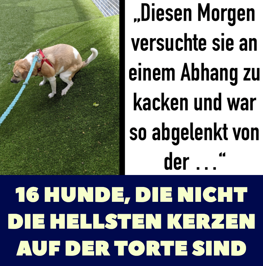 16 Fotos: Lustige Bilder von doofen Hunden