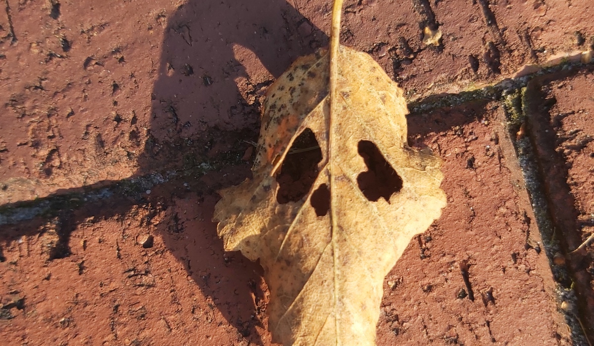 Ein vertrocknetes Blatt von einem Baum mit Totenkopfmuster.