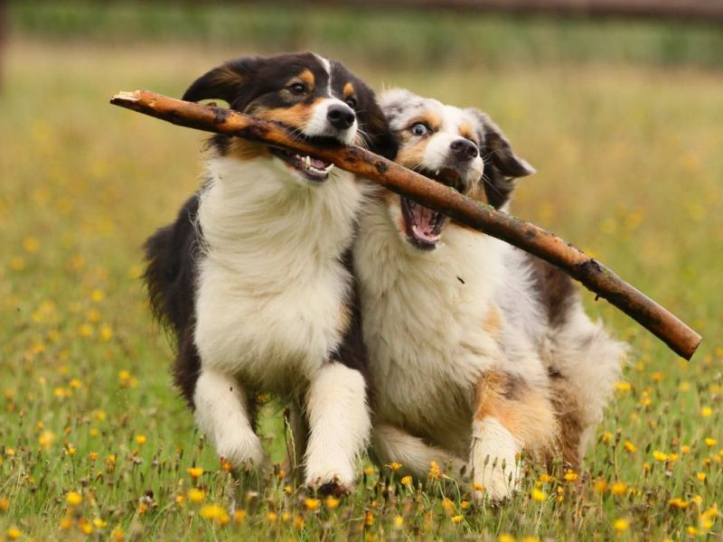 Zwei Australian Sheperds jagen einen Stock auf einer Wiese.