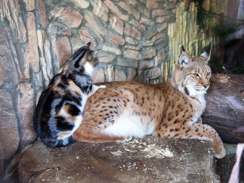 Video von in Luchs-Käfig gefallener Katze wird Internet-Hit