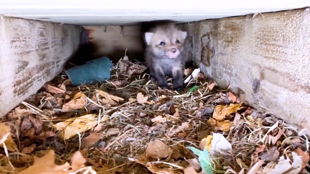 Fuchs-Baby versteckt sich unter Veranda.