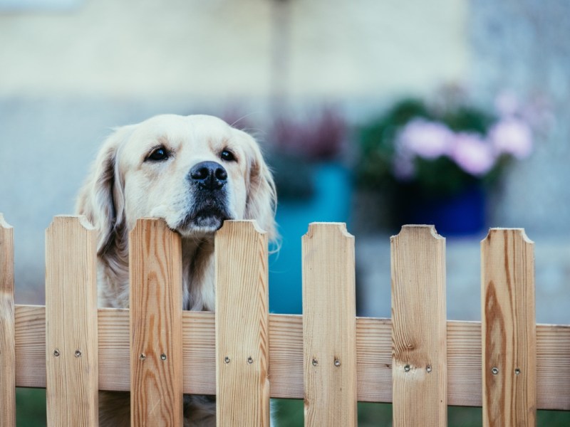 Ein Bild von einem golden Retriever, der über einen Zaun schaut.