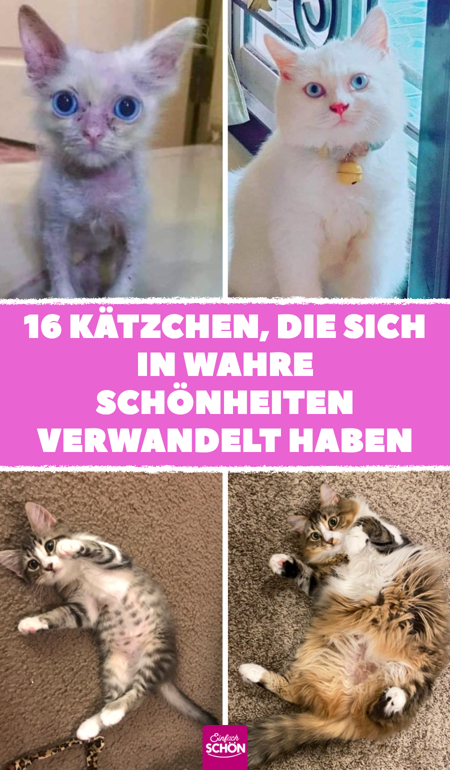 16 Kätzchen, die sich in wahre Schönheiten verwandelt haben