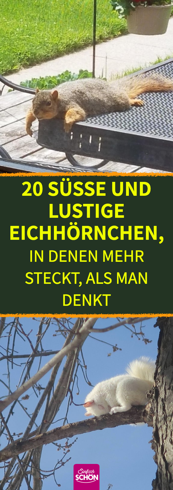 Lustige Bilder für Tierfreunde: 20 süße Eichhörnchen