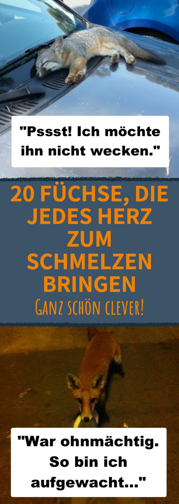 20 Füchse zeigen, wie liebenswürdig sie wirklich sind