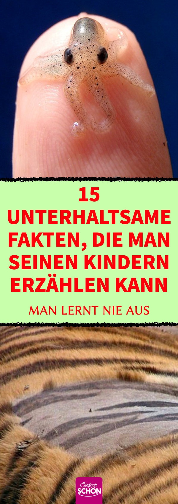 Allgemeinwissen: 15 interessante Fakten zum Staunen