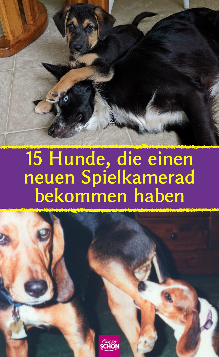 15 Hunde, die nicht begeistert von dem neuen Welpen sind