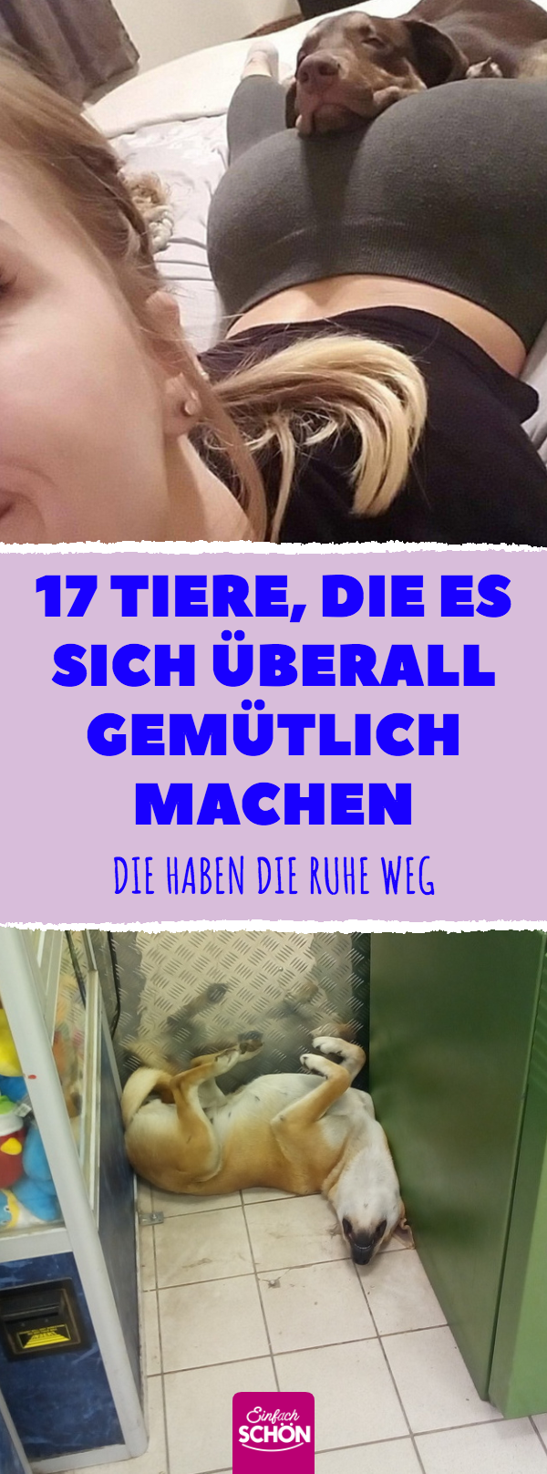 12 Tiere, die es sich überall gemütlich machen