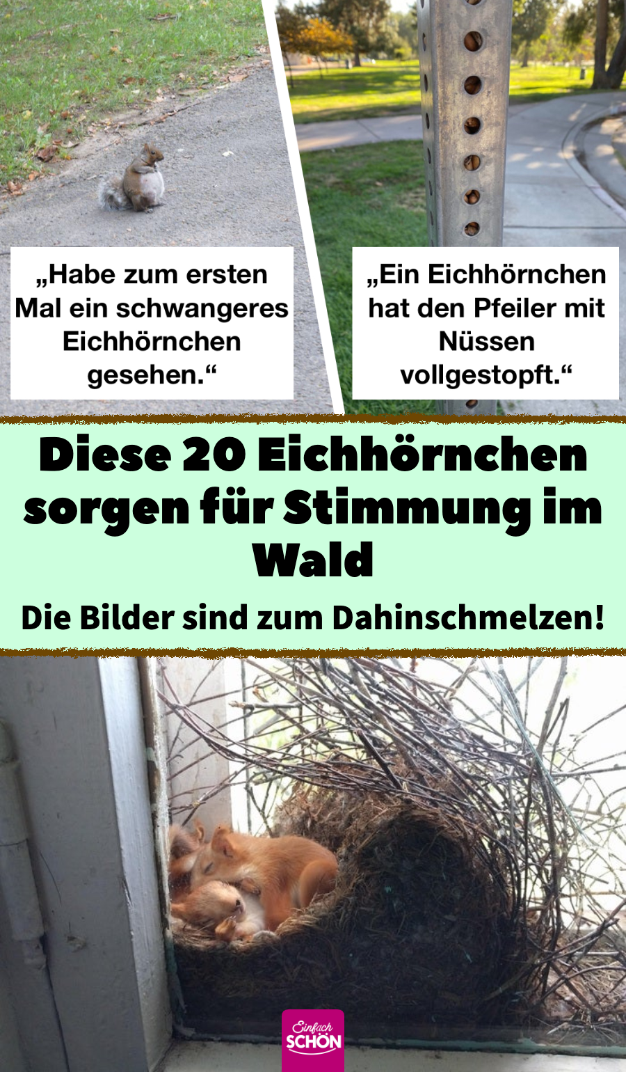 Lustige Bilder für Tierfreunde: 20 süße Eichhörnchen