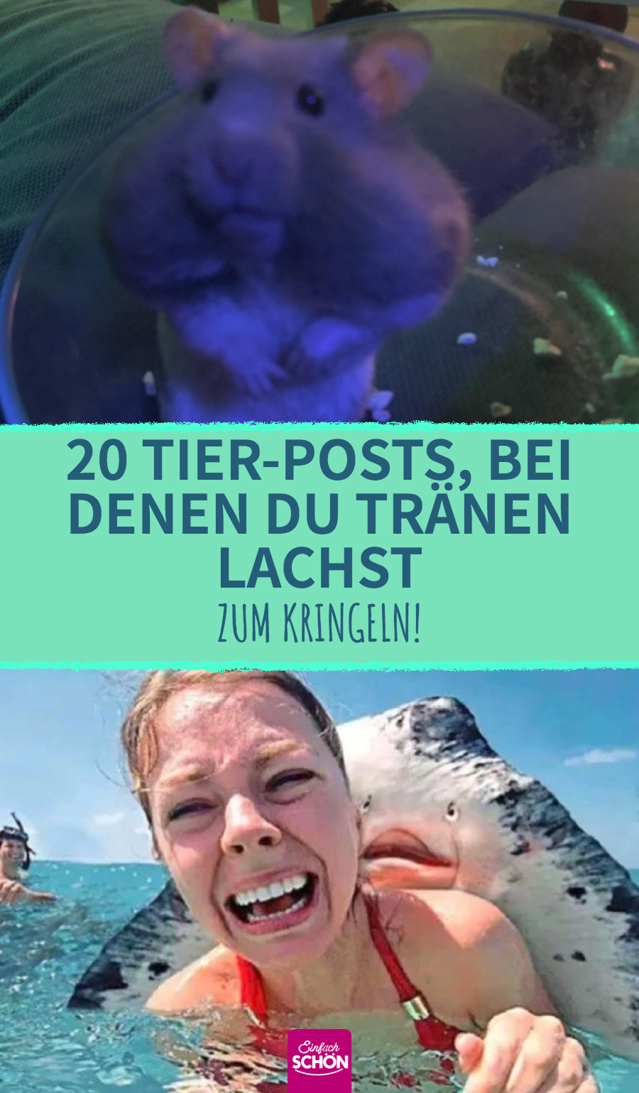 Lustige Tierfotos, bei denen man vor Lachen vom Stuhl fällt