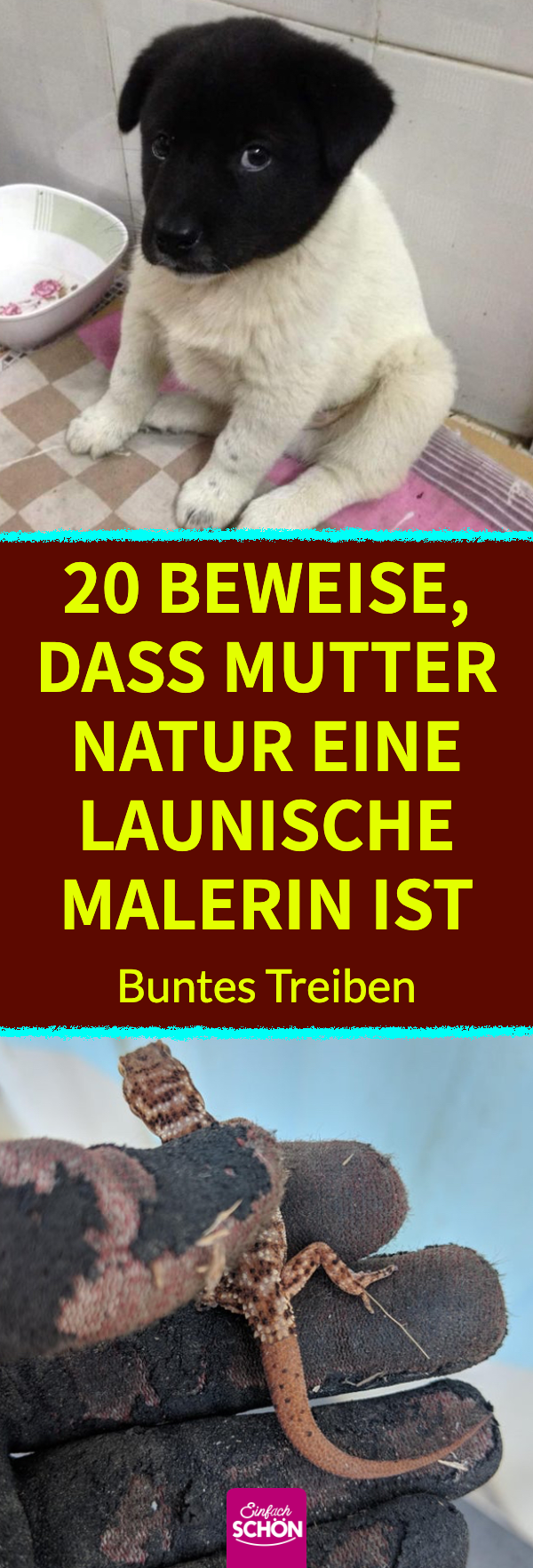 So bunt ist die Natur: 20 Naturfotos und Tierbilder