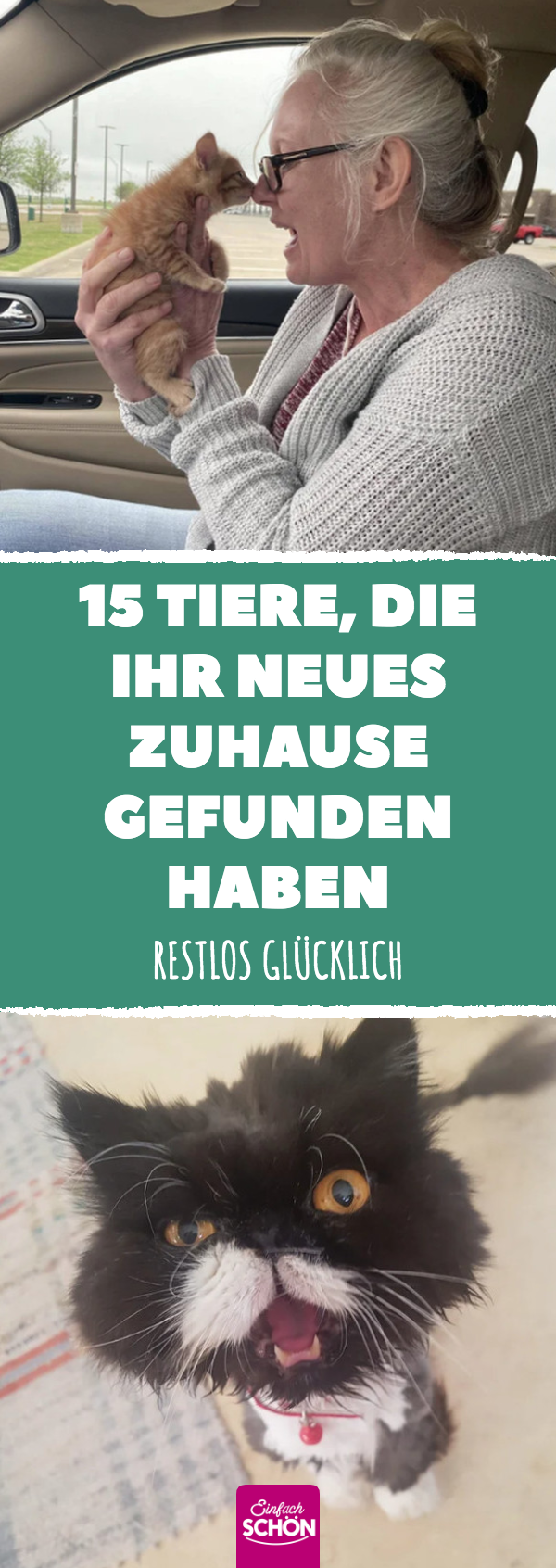 15 Tiere, die ihr neues Zuhause gefunden haben