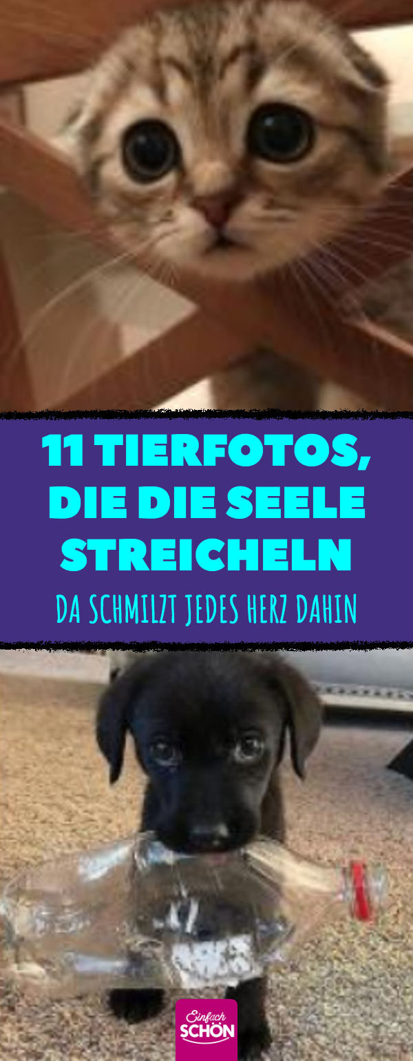 11 süße Tierfotos