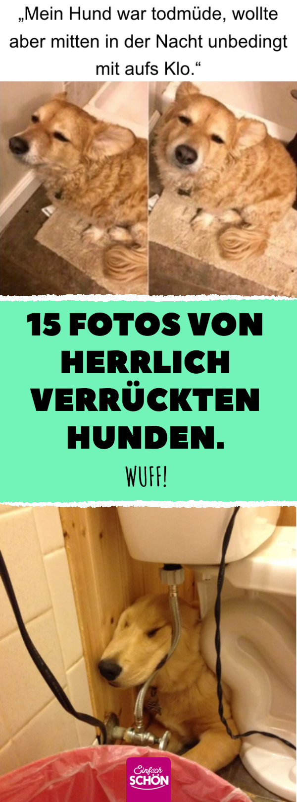 10 Fotos von herrlich verrückten Hunden.