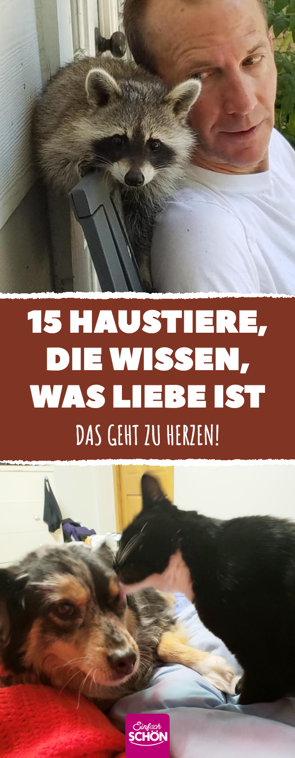 14 Haustiere, deren Herzen voller Liebe sind