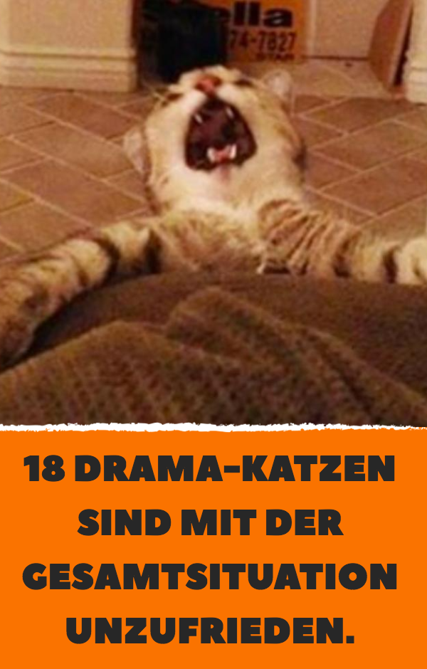 11 Drama-Katzen sind mit der Gesamtsituation unzufrieden