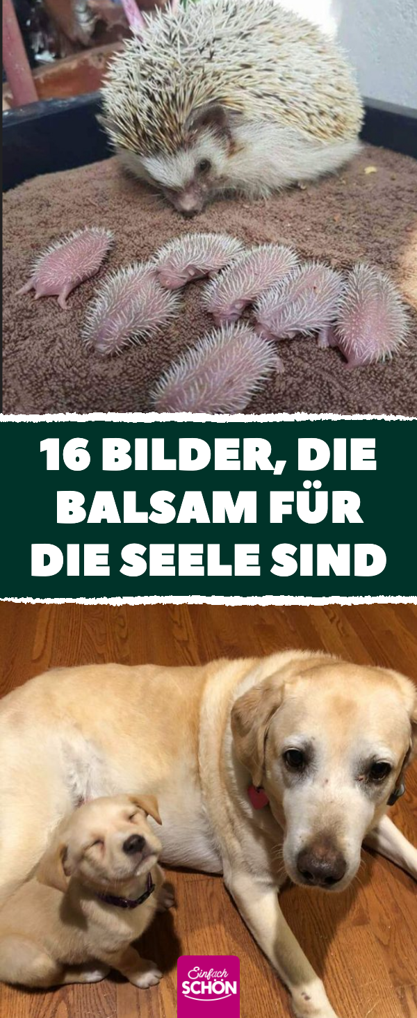 16 schöne und süße Bilder sorgen für gute Laune