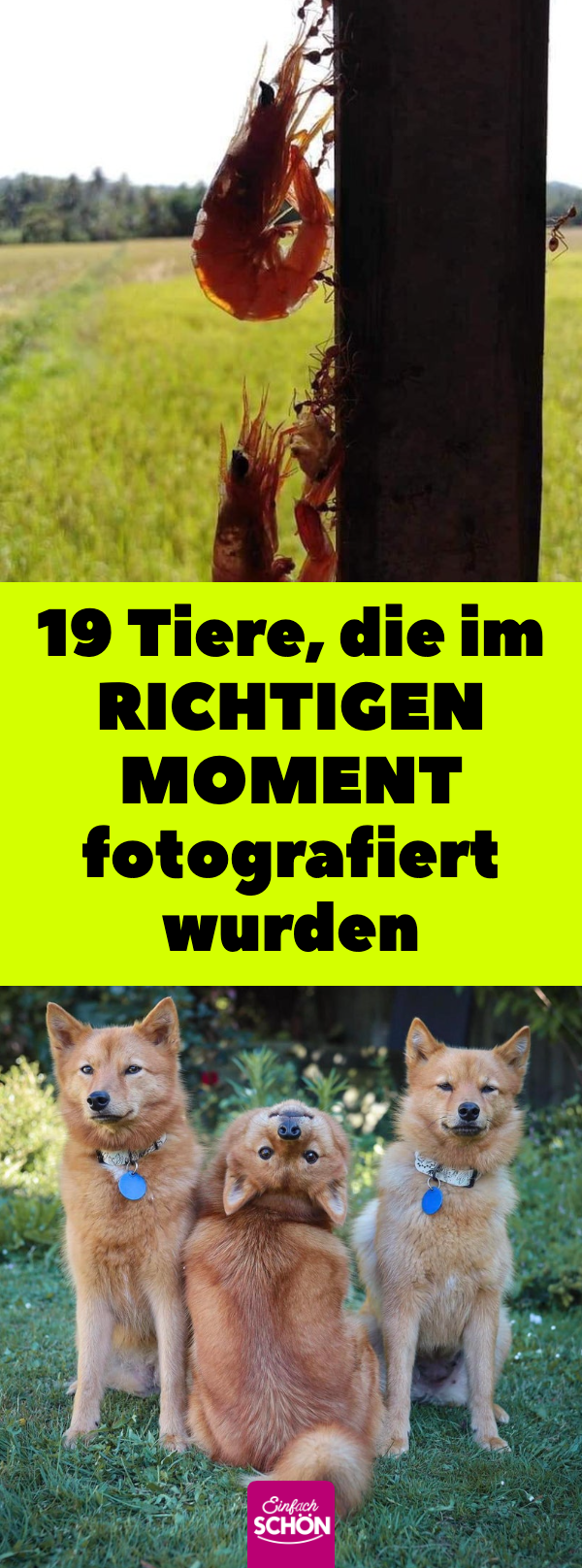 Perfektes Timing: 19 niedliche Tierbilder