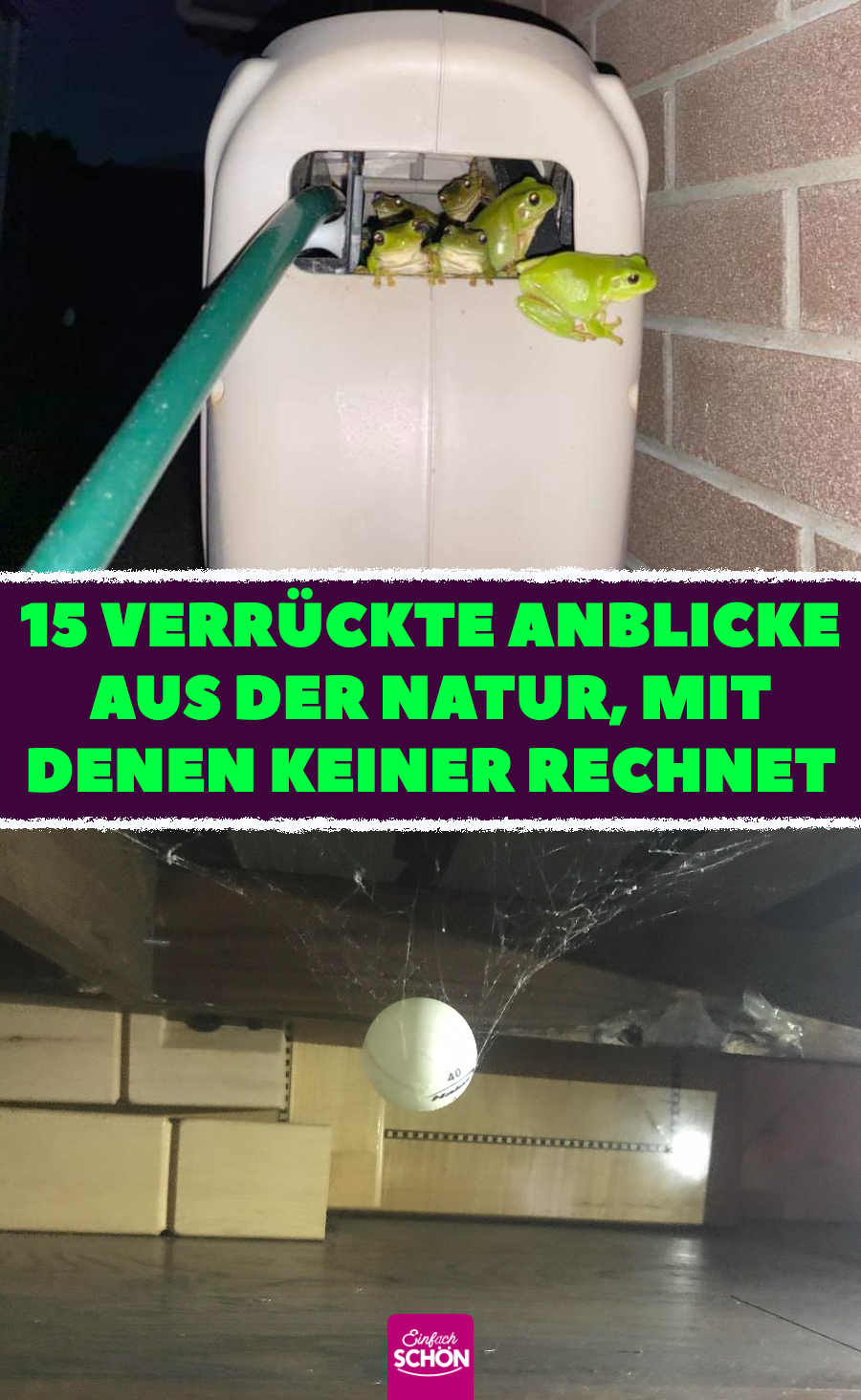 Anblicke aus der Natur, mit denen keiner rechnet