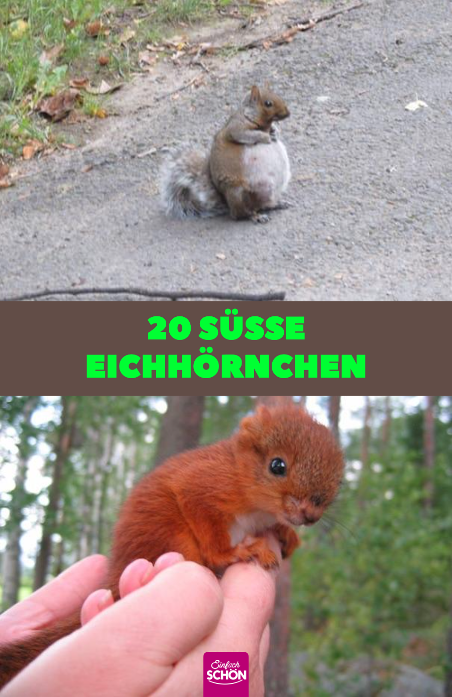 Lustige Bilder für Tierfreunde: 20 süße Eichhörnchen