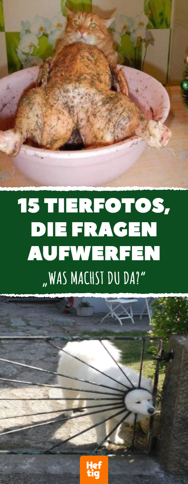 Lustige Tierfotos: 15 lustige Bilder von Tieren