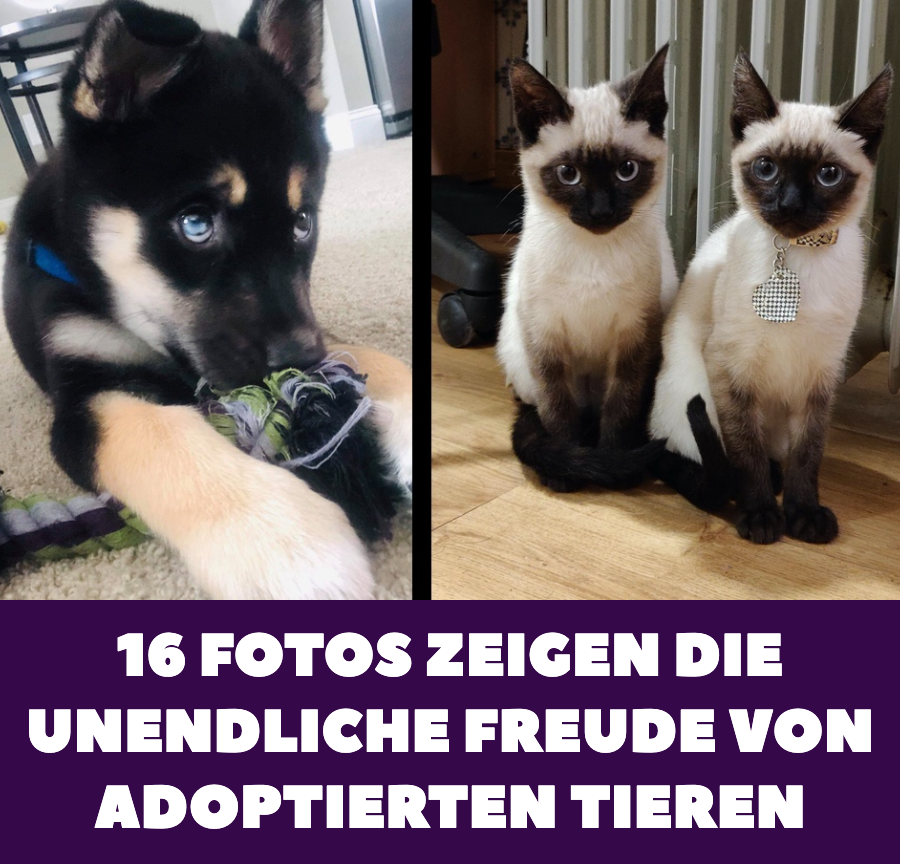 16 schöne Fotos von glücklichen adoptierten Tieren