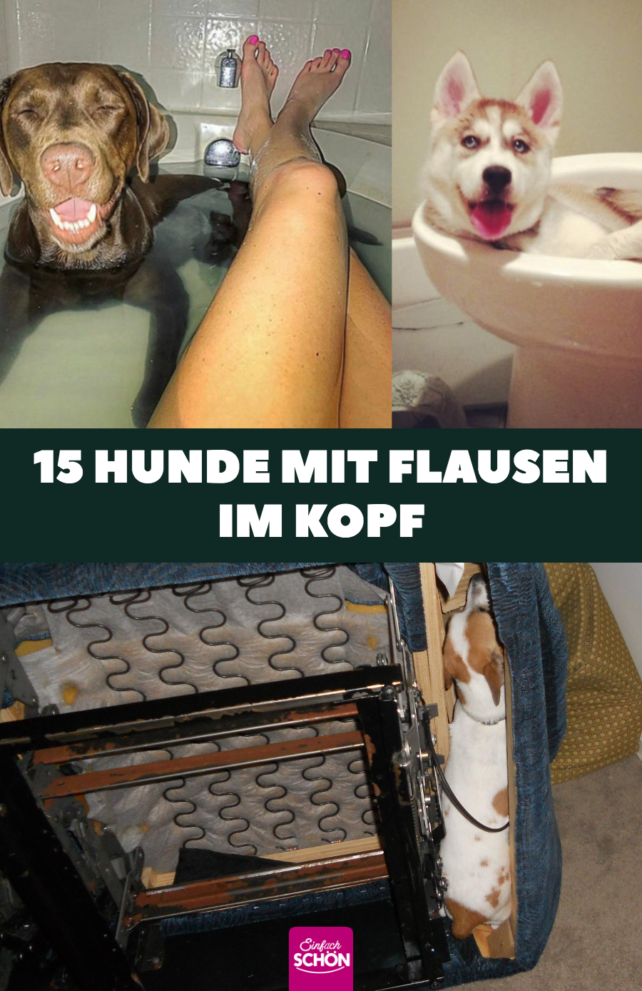 15 niedliche Bilder von frechen Hunden