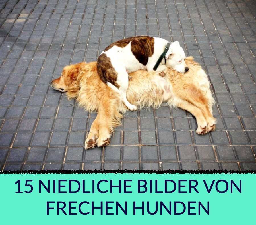 15 niedliche Bilder von frechen Hunden