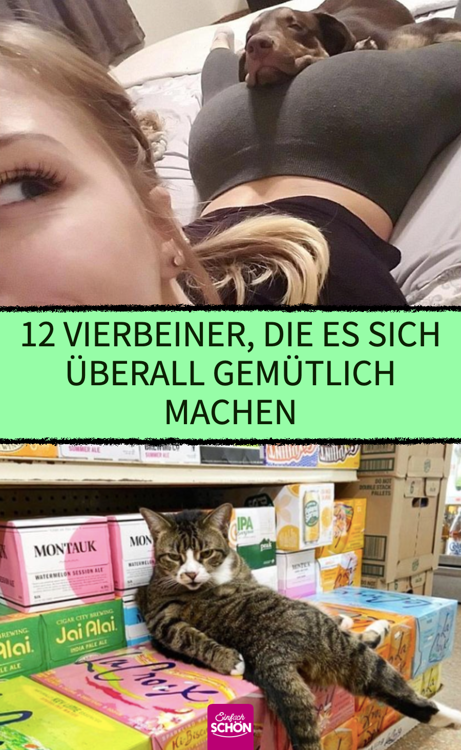 12 Tiere, die es sich überall gemütlich machen