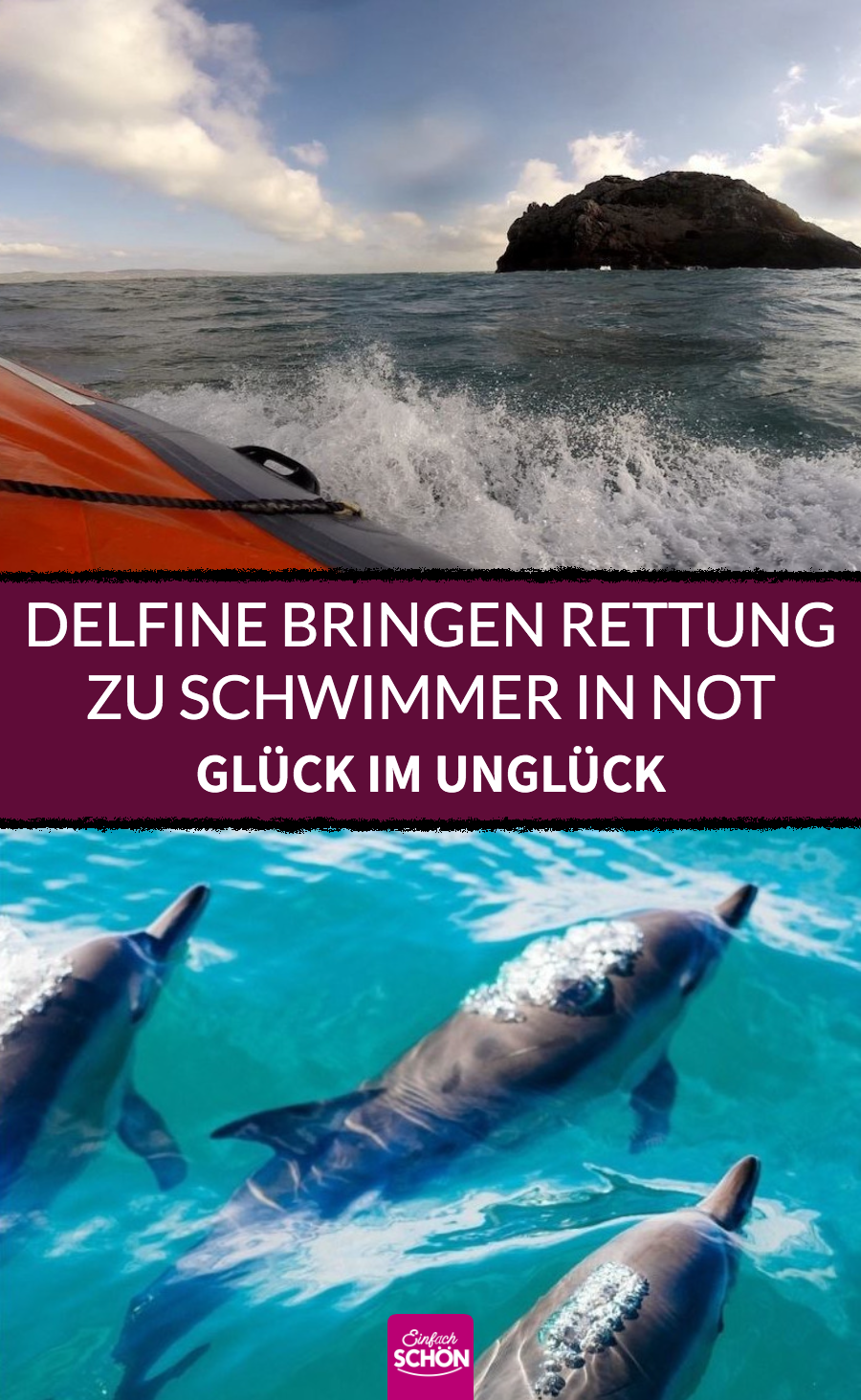 Delfine retten den vermissten Schwimmer Ruairí McSorley