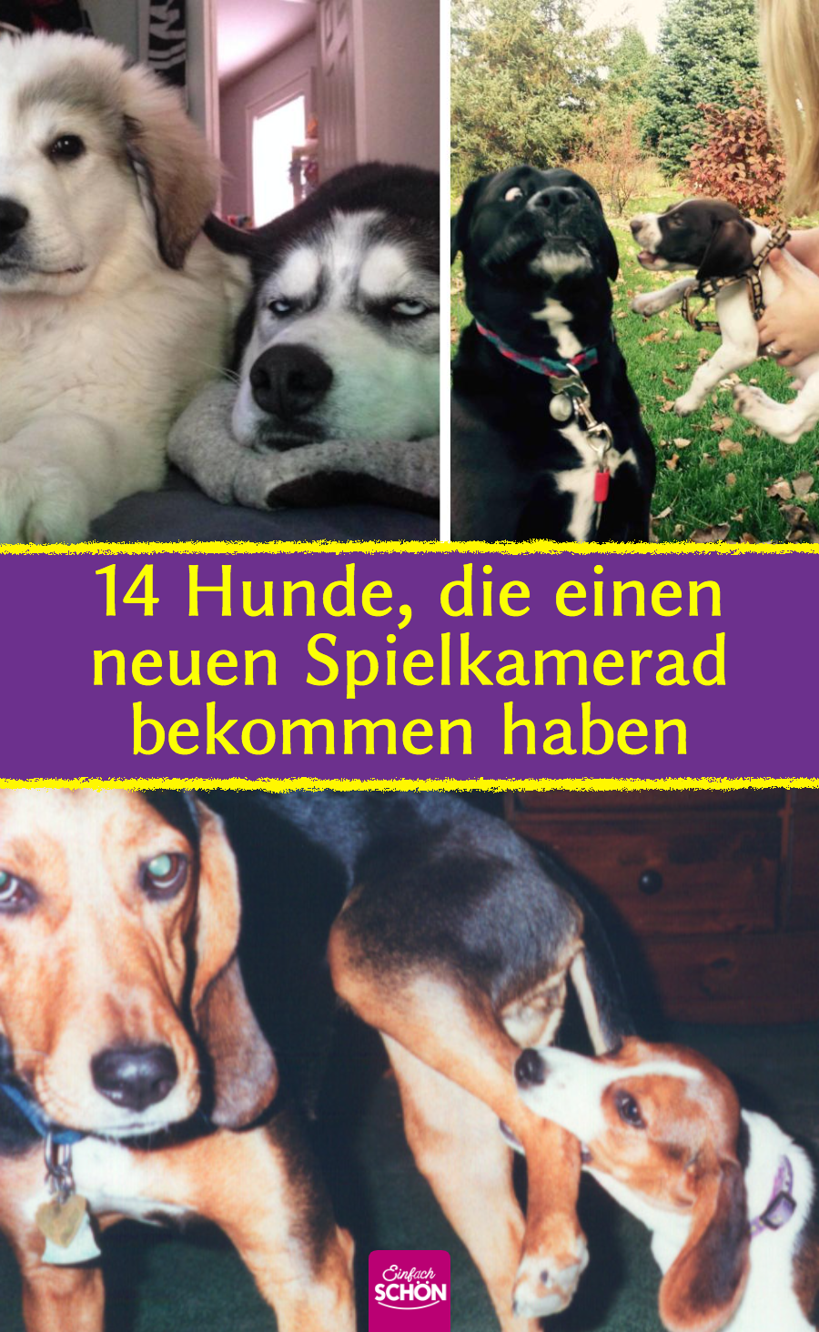 15 Hunde, die nicht begeistert von dem neuen Welpen sind