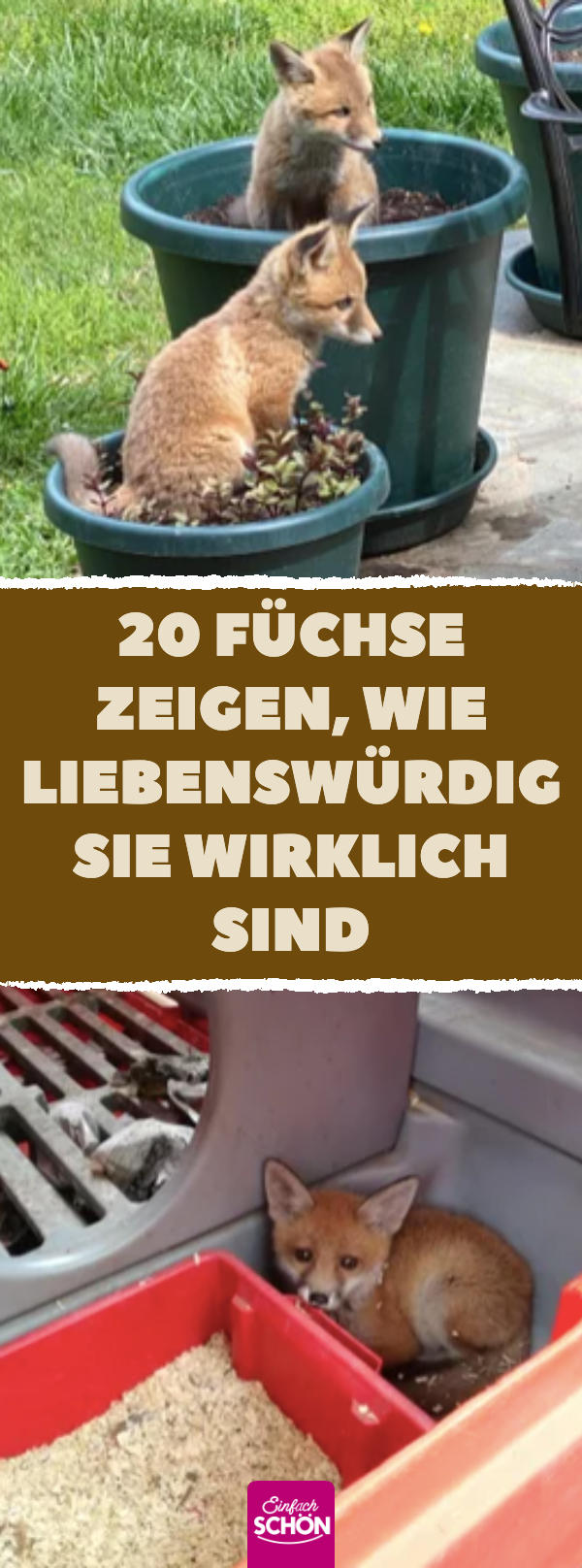 20 Füchse zeigen, wie liebenswürdig sie wirklich sind