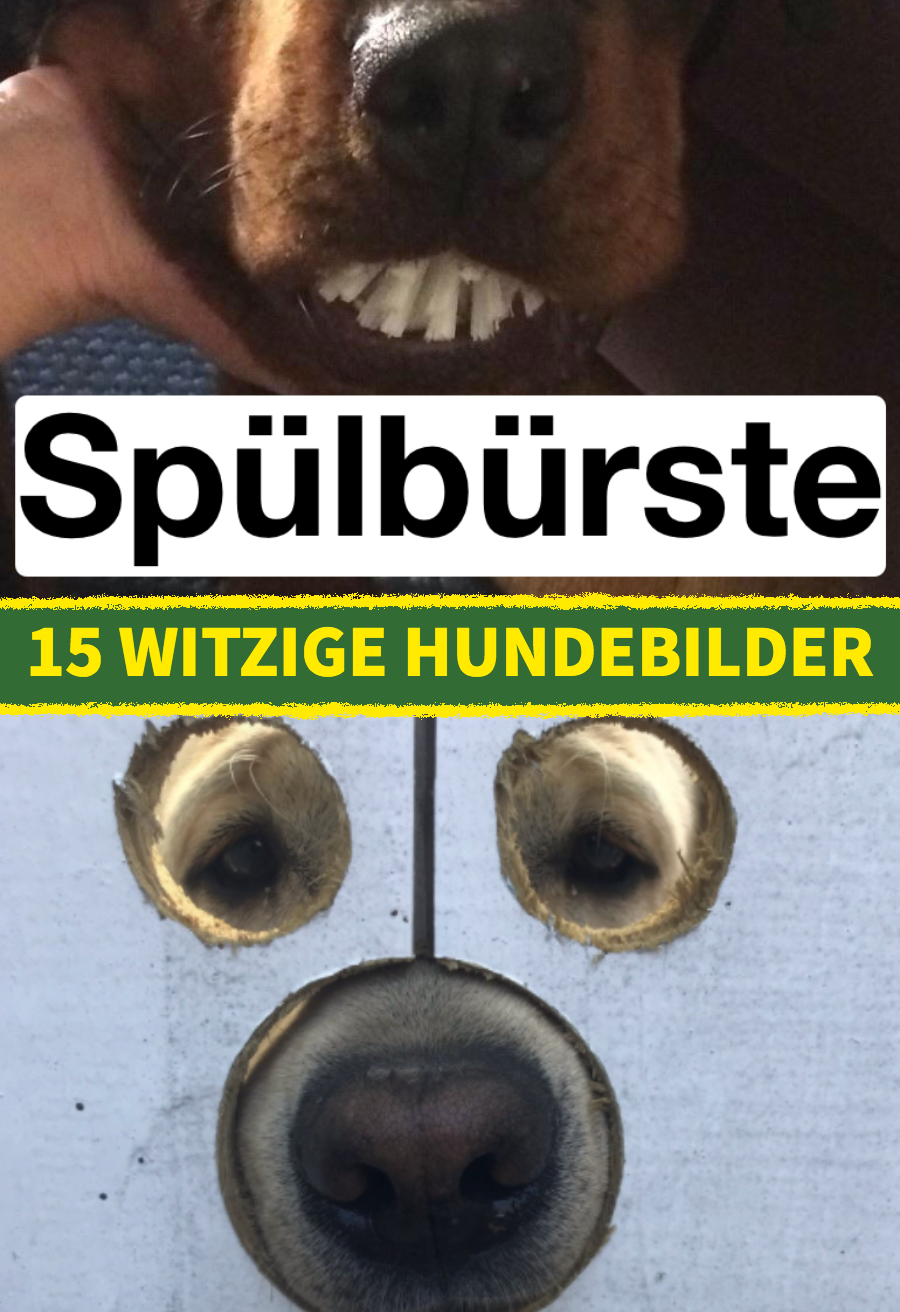 15 Bilder von Hunden, die mehr als lustig sind