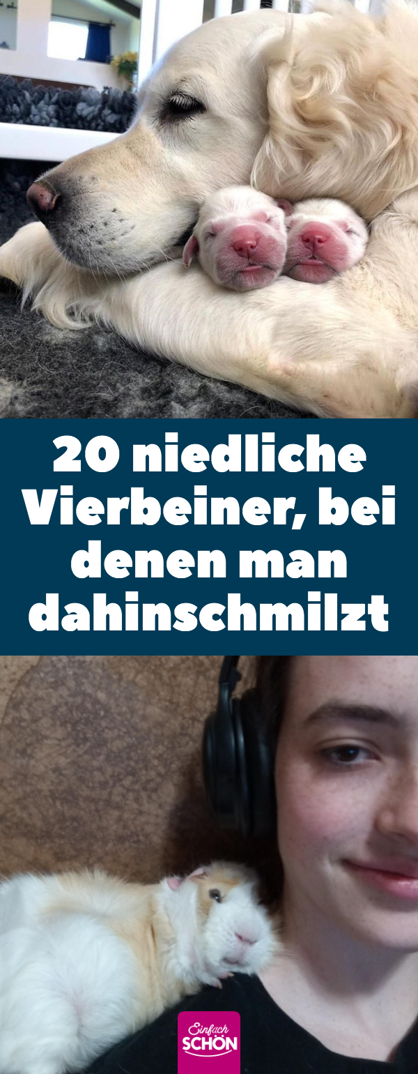 20 Tiere, die jeden Zweibeiner um die Pfote wickeln