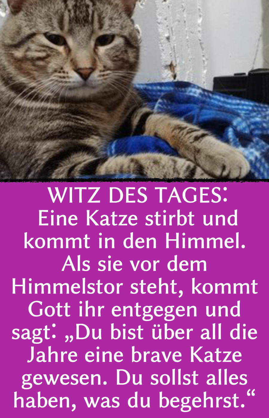 Witz des Tages: Katze trifft Mäuse im Himmel