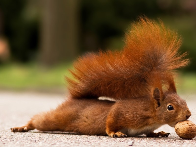 Ein Eichhörnchen packt eine Walnuss mit den Zähnen