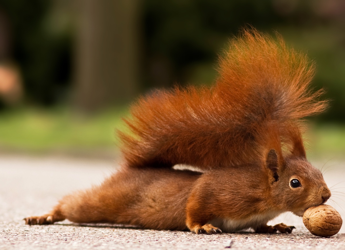 Ein Eichhörnchen packt eine Walnuss mit den Zähnen