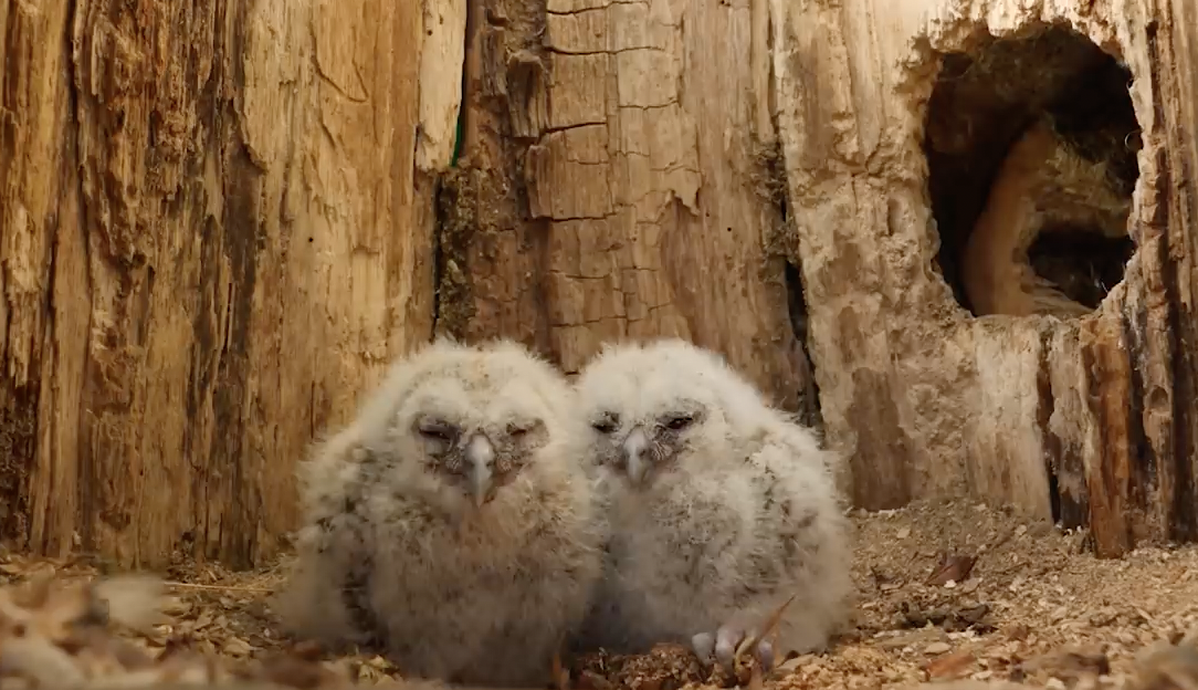 Zwei Eulenküken sitzen im Nest in einem Baumstamm