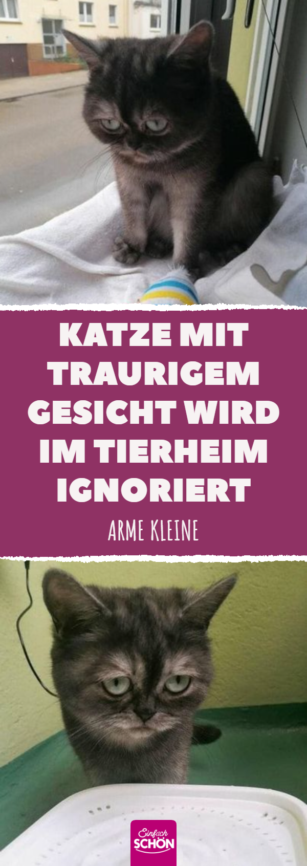 Katze mit traurigem Gesicht wird im Tierheim ignoriert