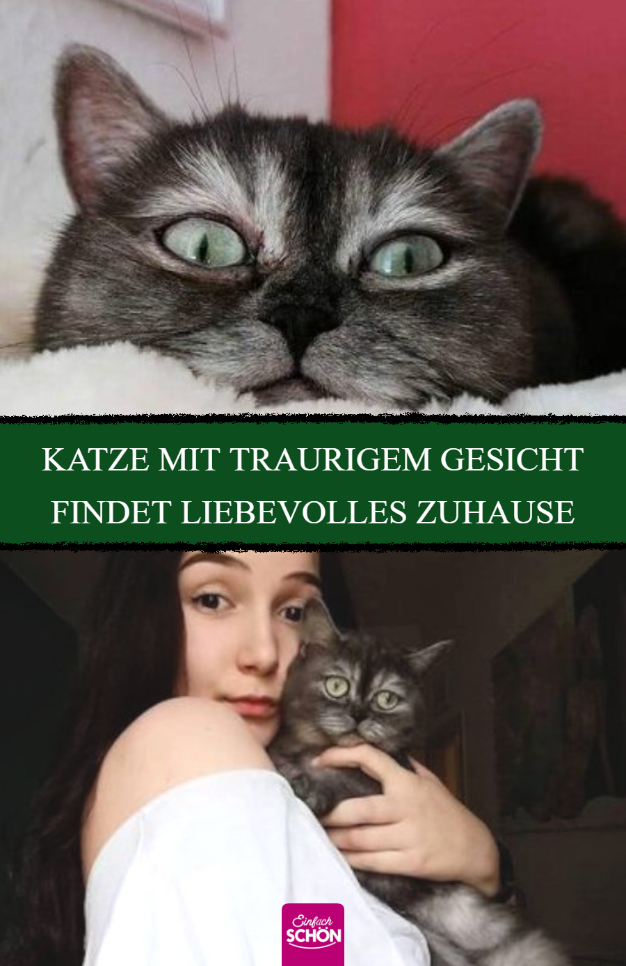 Katze mit traurigem Gesicht wird im Tierheim ignoriert