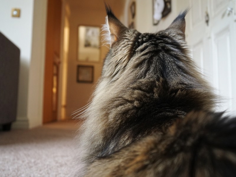 Maine-Coon-Katze. (KI-generiert)