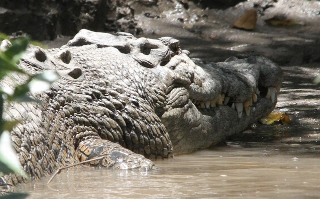 Ein Krokodil im Wasser