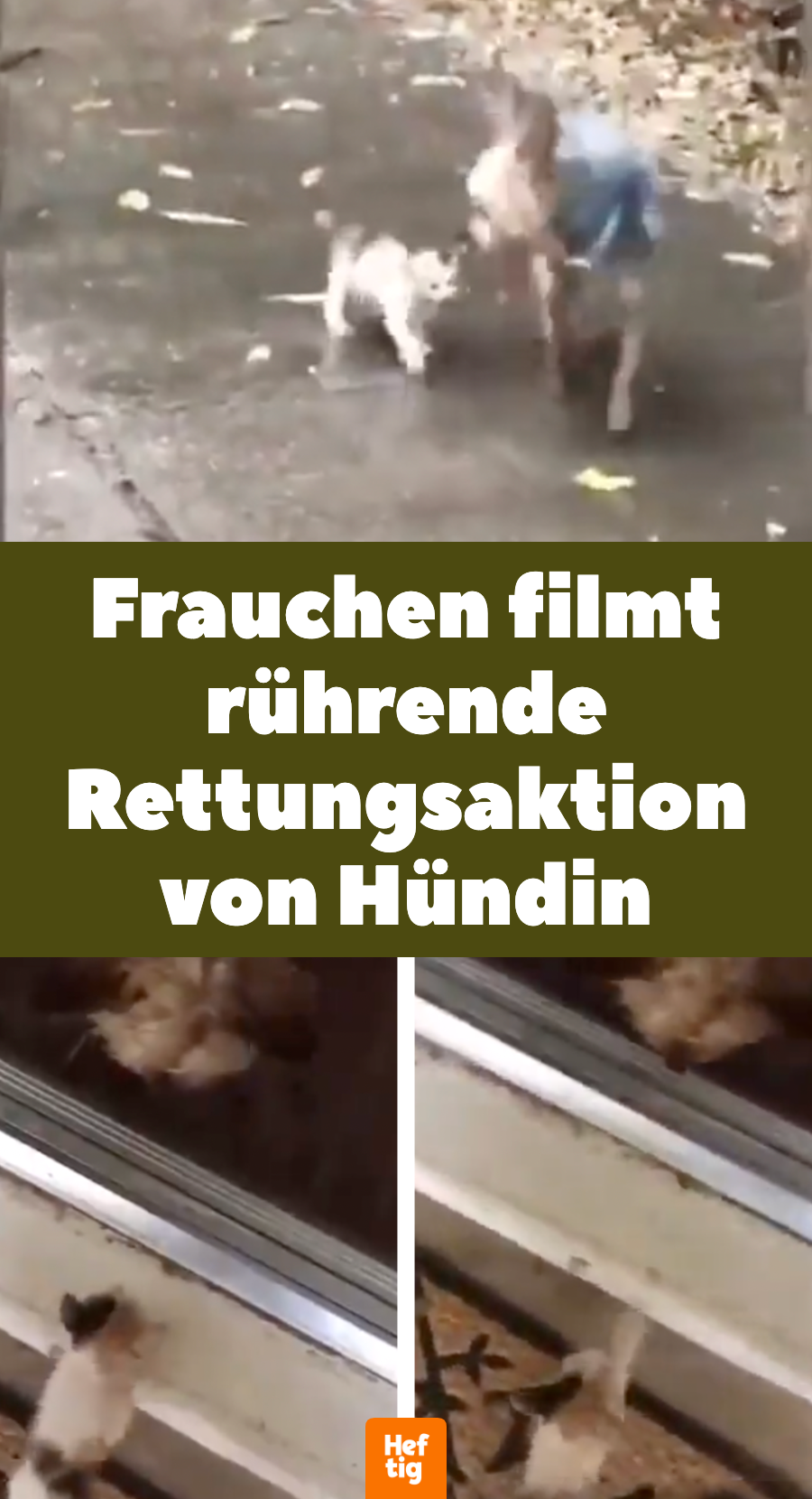 Süßes Video: Hündin rettet Kätzchen im Regen